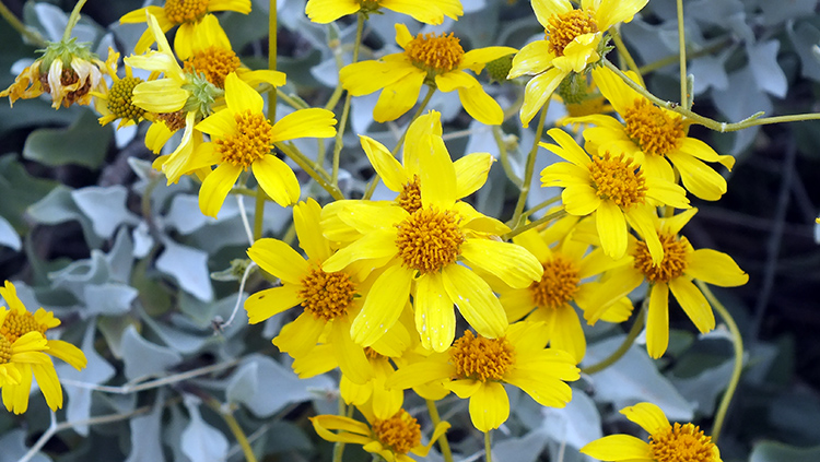 Spring Time Wildflowers in Arizona