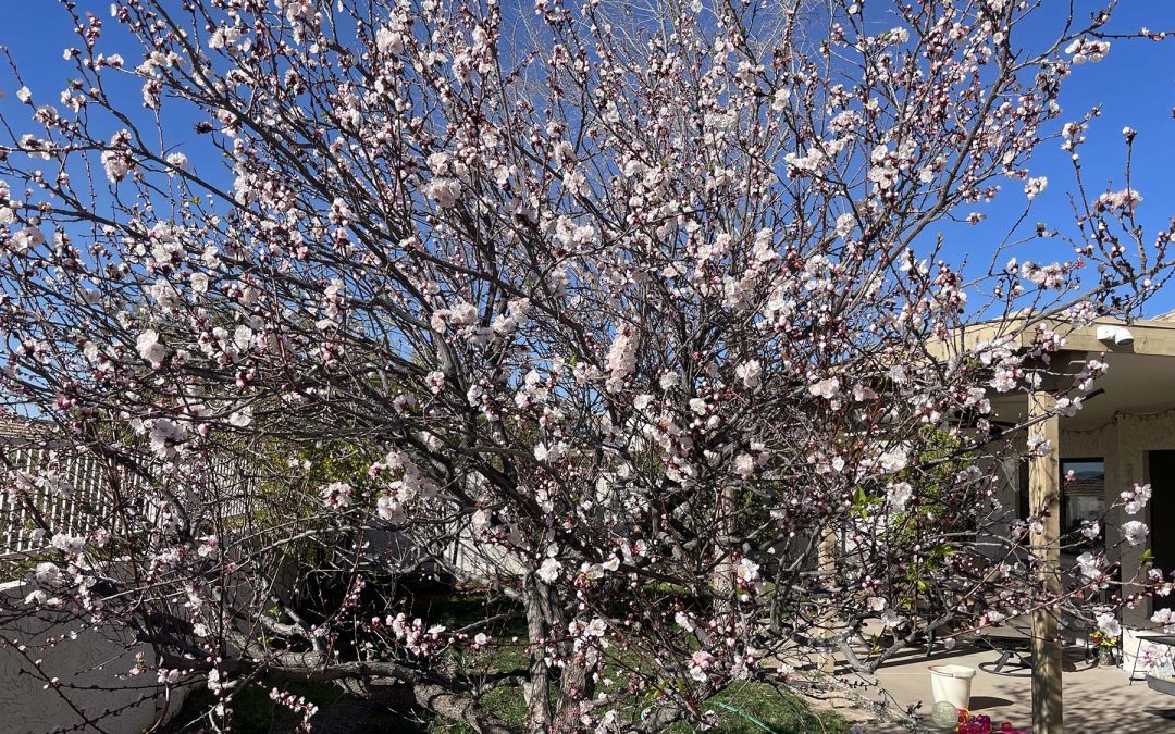 Tree-Like, Poem by Priyanka Makin